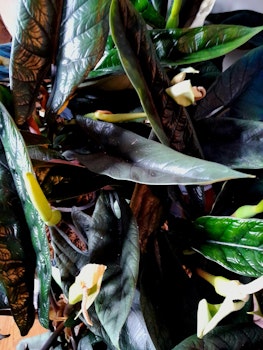 Alocasia Scalprum med blommor