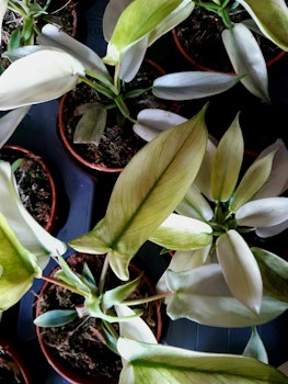 Philodendron Florida Ghost