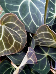Anthurium crystallinium med blomstängel