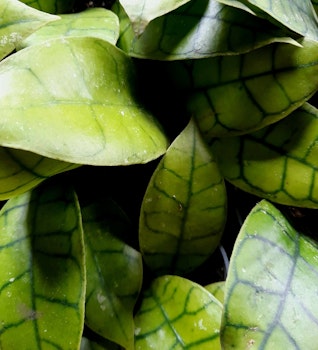 Hoya Callistophylla