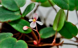 Begonia "Schulzei"