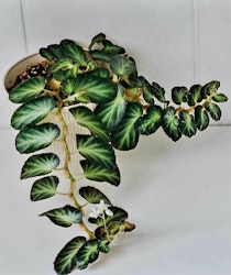 Begonia "Thelmae"