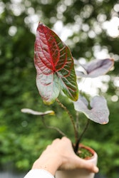 Alocasia Cyrtosperma Johnstonii "Black Jack", exklusiv!