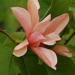 Magnolia "Flamingo"