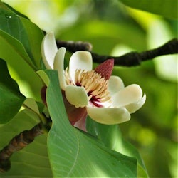 Magnolia Tripelata, paraplymagnolia
