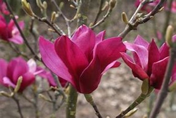 Magnolia "Pink Pyramid"