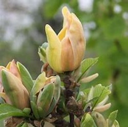 Magnolia "Sunspire"