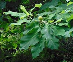 Magnolia macrophylla ashei