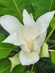 Magnolia macrophylla ashei