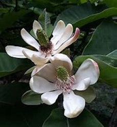 Magnolia officinalis