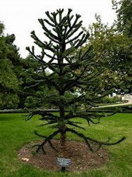 Apträd "Araucaria Araucana"