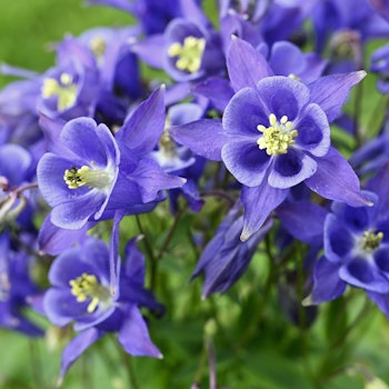 Akleja "Neavy Blue"