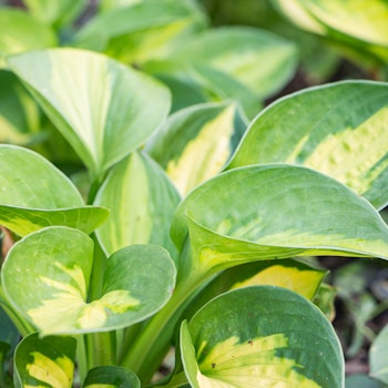 Hosta "Pocketful of sunshine"