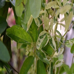 Akebia quinata "Variegata"
