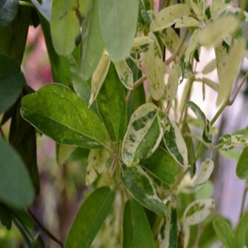 Akebia quinata "Variegata"
