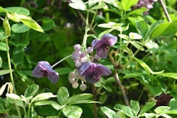 Akebia quinata "Variegata"