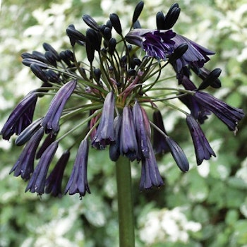 Agapanthus "Black Pantha"