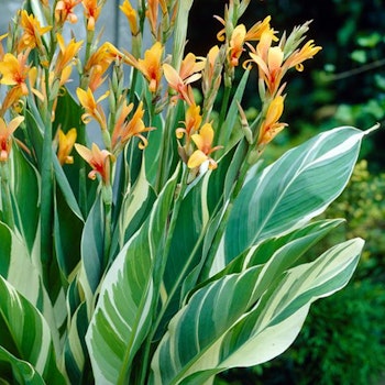Canna "Stuttgart"