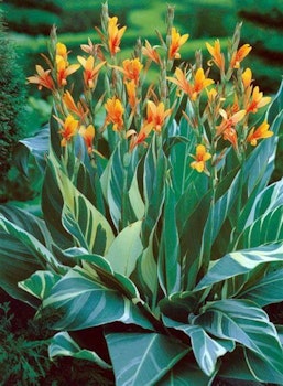 Canna "Stuttgart"