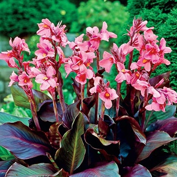 Canna "Pink And Roses"