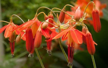 Bessera elegans