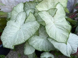 Caladium "Florida Moonlight"