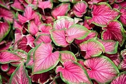 Caladium "Florida Sweetheart"