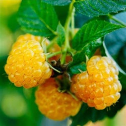 Rubus "Fallgold"