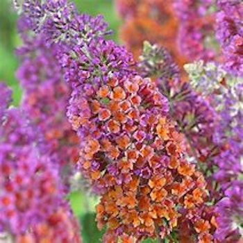 Buddleja "Flower Power"