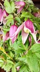Clematis "Columella"