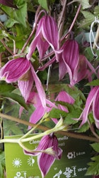 Clematis "Columella"