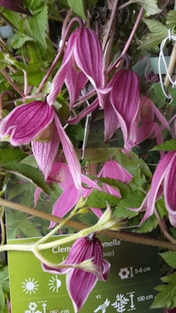 Clematis "Columella"