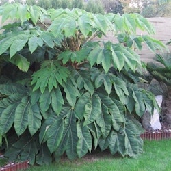 Tetrapanax papyrifer 'Rex
