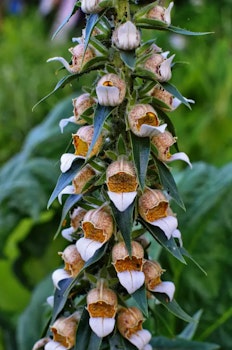 Digitalis lantana
