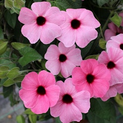 Thunbergia alata "Rose Sensation"