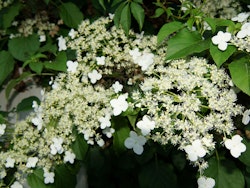 Hydrangea Petiolaris