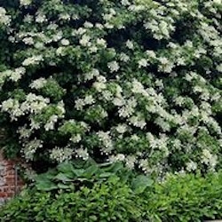Hydrangea Petiolaris