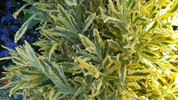 Lavendel Dentata, fransk lavendel