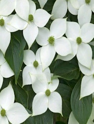 Blomsterkornell "Milky Way"