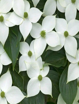 Blomsterkornell "Milky Way"