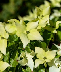 Blomsterkornell "Schmetterling"
