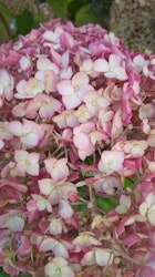 Hortensia "Candybelle Marsmallow"
