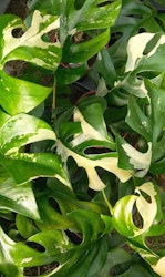 Rhapidophra tetrasperma variegerad