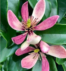 Magnolia "Stellar Ruby"