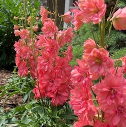 Delphinium elatum "Red Lark"
