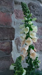 Digitalis, aprikos