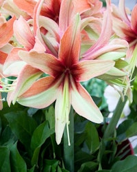 Hippeastrum 'Wild Amazone"