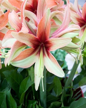 Hippeastrum 'Wild Amazone"