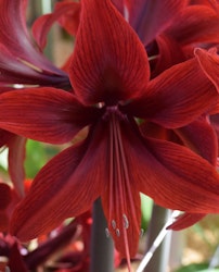 Hippeastrum 'Röd Amazone"
