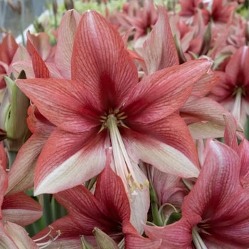 Hippeastrum 'Pink Amazone'